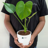 Monstera Deliciosa, with 5.5 inches white decor pot